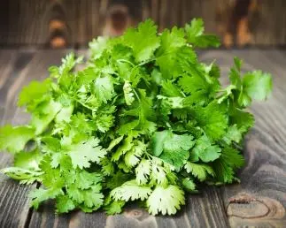 درمان دیابت با گشنیز | خواص شگفتانگیز این سبزی معطر برای کاهش قند خون