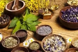 گیاهانی که سنگ صفرا را مثل نمک در آب حل می‌کنند! | راز درمان طبیعی سنگ صفرا با جوشانده‌های گیاهی