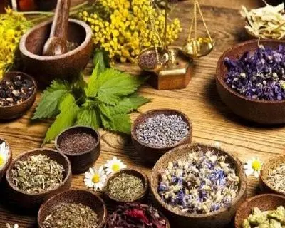 گیاهانی که سنگ صفرا را مثل نمک در آب حل میکنند! | راز درمان طبیعی سنگ صفرا با جوشاندههای گیاهی