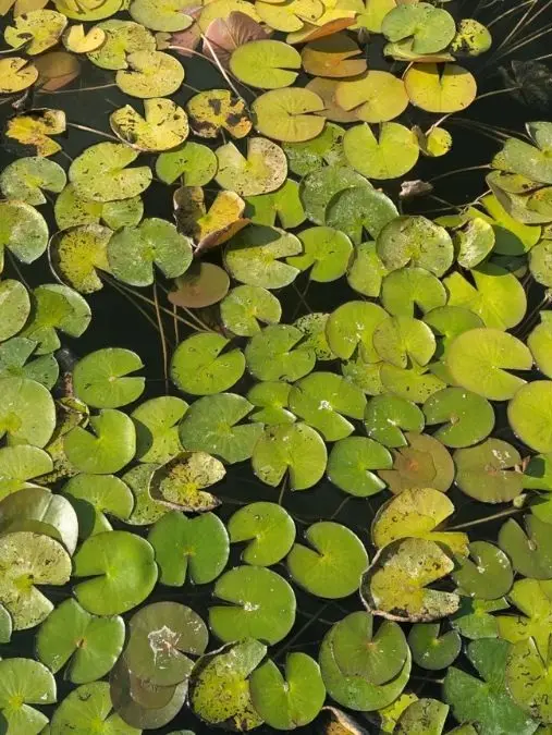 بازی فکری