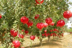 اگر برگ انار را به رژیم غذایی خود اضافه کنید، این بیماری ها برطرف می شود!
