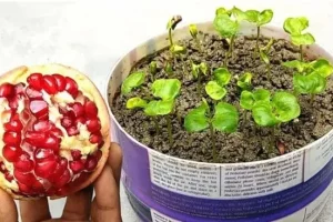 آموزش کاشت دانه انار در گلدان
