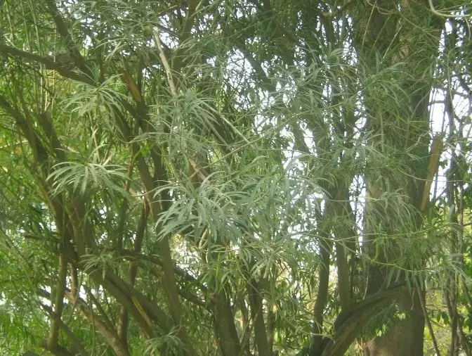 خواص بینظیر برگ درخت مسواک پزشک بیابان که عاشق نمک است