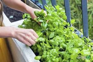 باغچه در آپارتمان: چگونه در یک گلدان ساده سبزیجات تازه بکاریم؟