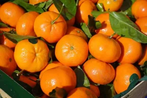 تنظیم فشار خون و افزایش قند خون با خوردن ناشتا نارنگی