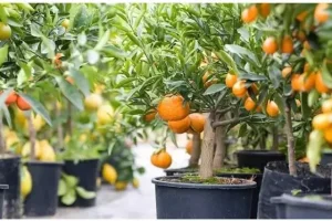 آموزش کاشت نارنگی در گلدان