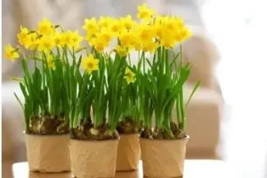 آموزش کاشت گل نرگس در گلدان