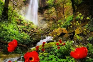 جنگل چهارباغ؛ بکرترین و زیباترین جنگل برای سفر پاییزی یکروزه