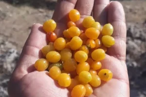 خداحافظی با قولنج با خوردن این میوه