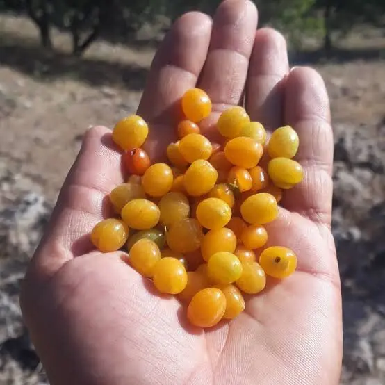 خداحافظی با قولنج با خوردن این میوه