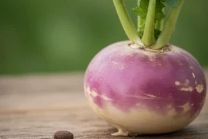 تخم شلغم؛ بمب انرژی برای تقویت قوای جنسی و درمان سنگ کلیه