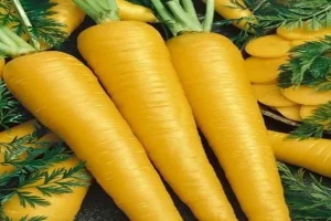 همه چیز درباره جینسینگ ایرانی ؛ شاه‌کلید تقویت قوای جنسی و باروری