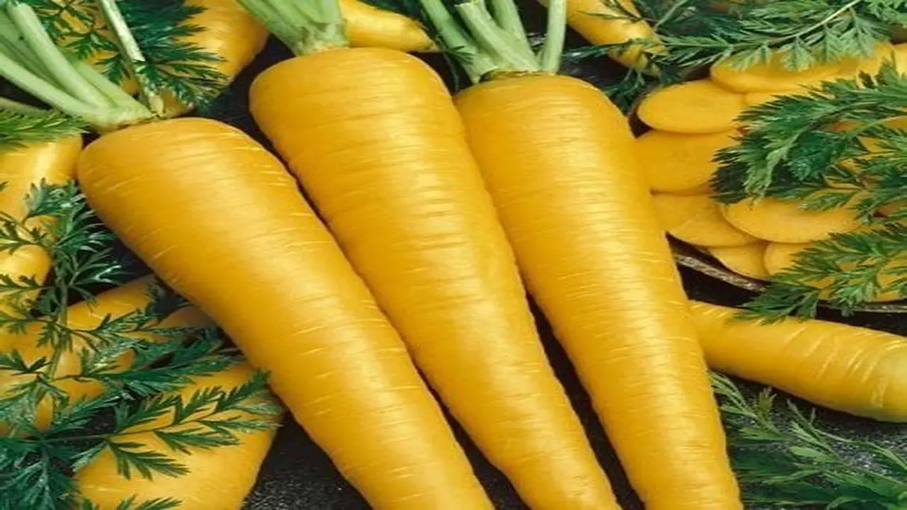 همه چیز درباره جینسینگ ایرانی ؛ شاهکلید تقویت قوای جنسی و باروری
