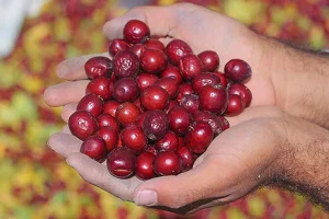 خواص شگفت انگیز عناب برای مردان؛ از درمان پروستات تا افزایش قوای جنسی
