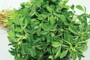 طلای سبز طب سنتی؛ معجزه‌ای برای دیابت و قلب تا افزایش تستوسترون