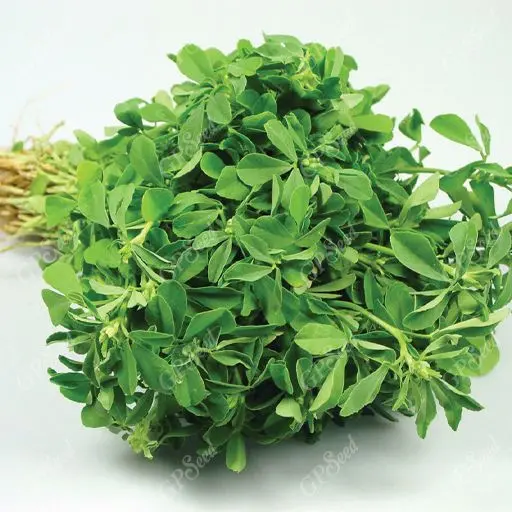 طلای سبز طب سنتی؛ معجزهای برای دیابت و قلب تا افزایش تستوسترون