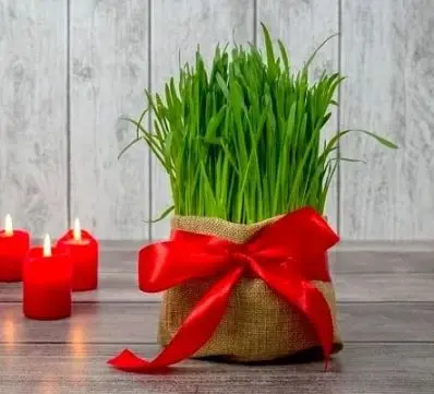 آموزش کاشت سبزه هسته خرما برای عید نوروز