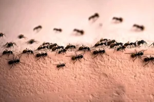 تعبیر خواب مورچه؛ دیدین مورچه در خواب یعنی چه؟