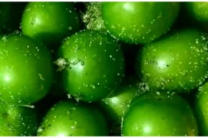 از کاهش چربی خون تا سلامت معده؛ خواص باورنکردنی گوجه سبز که تا حالا نمی دانستید!