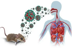 هانتاویروس | همه چیز درباره ویروس مرگبار هانتاویروس