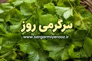 راز ماندگاری یکساله برگ مو بالاخره فاش شد | ترفند خانگی که برگ مو را مثل روز اول تازه نگه میدارد
