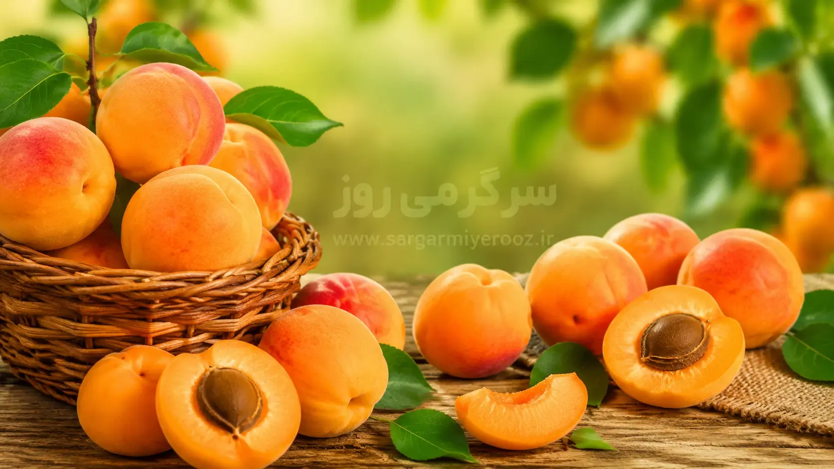 خواص بی نظیر زردآلو که کمتر کسی از آن می داند ؛ از کاهش قند خون تا سلامت قلب