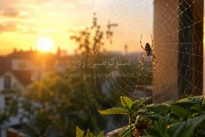اگر اول صبح عنکبوت دیدید، این پیام را جدی بگیرید! | دیدن عنکبوت در خانه نشانه چیست؟