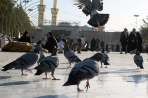 راز ترس پرندگان از زنان | چرا پرندگان شهری از زنان بیشتر می‌ترسند ؟