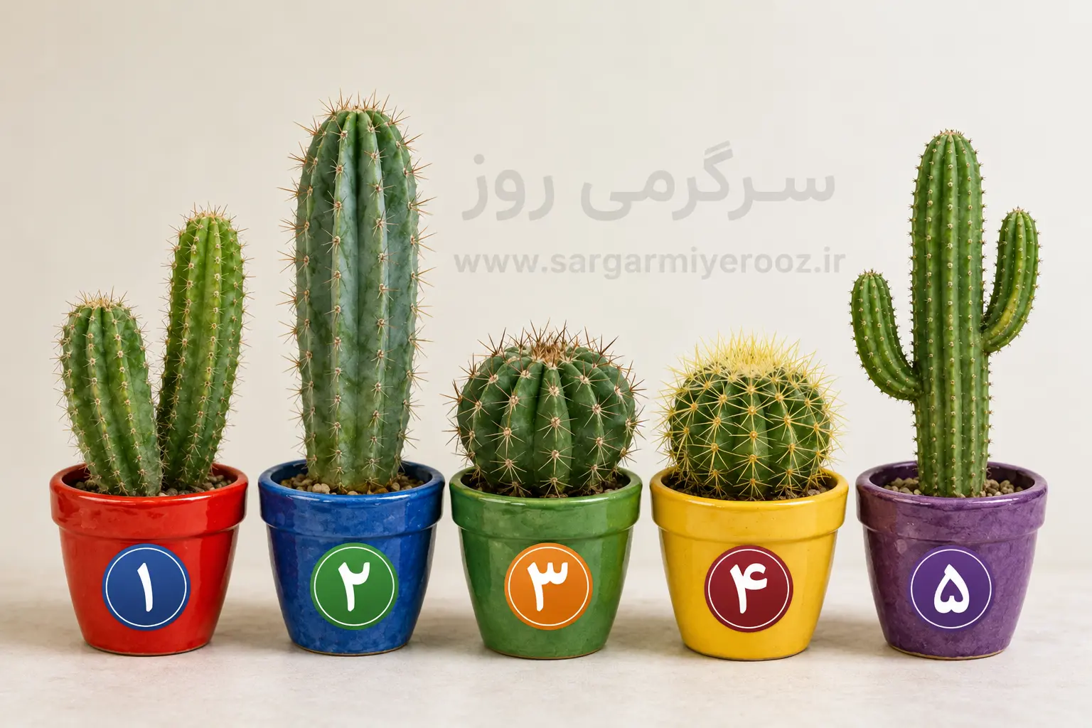 تست شخصیت شناسی | از بین این ۵ کاکتوس یکی را انتخاب کن؛ عادتی را لو میدهد که بیصدا جلویت را گرفته