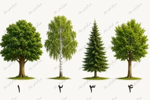 تست شخصیت شناسی | کدام درخت تو را جذب میکند؟ انتخابت نیروی پنهانی شخصیتت را آشکار میکند