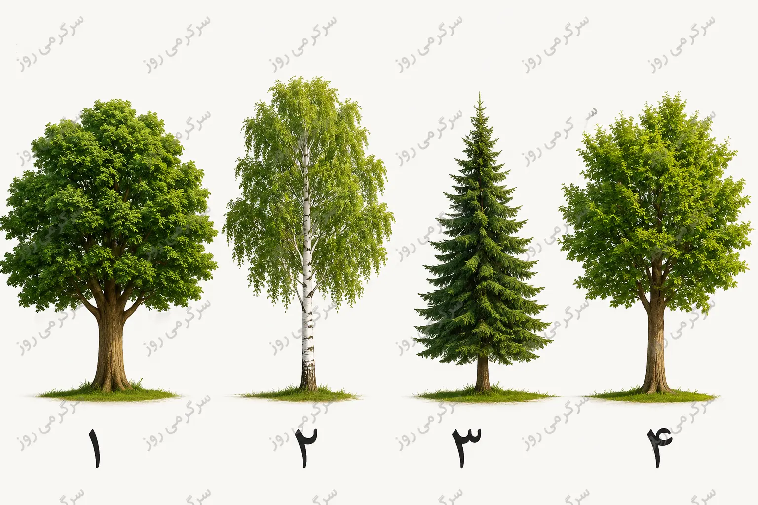 تست شخصیت شناسی | کدام درخت تو را جذب میکند؟ انتخابت نیروی پنهانی شخصیتت را آشکار میکند