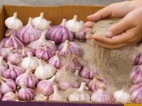 بهترین روش نگهداری از سیر برای پوک و خراب نشدن