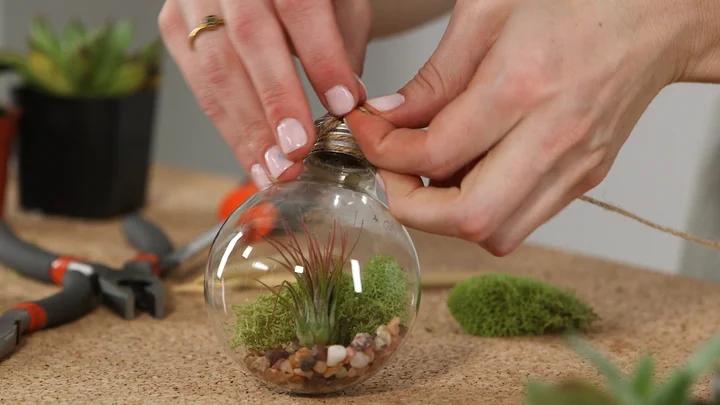 How To Succulent Garden Potted Plants Hacks Guide