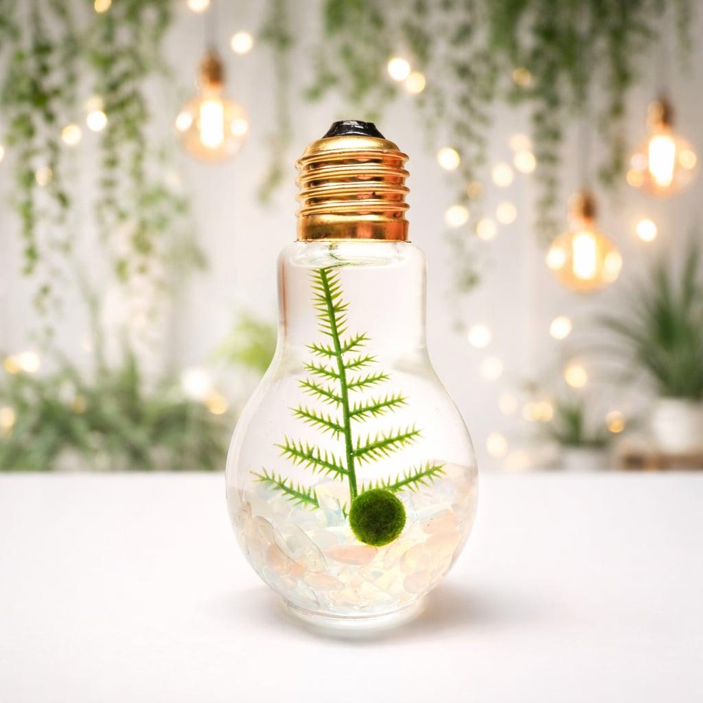 Light Bulb Terrarium with Nano Marimo Moss Ball Pet
