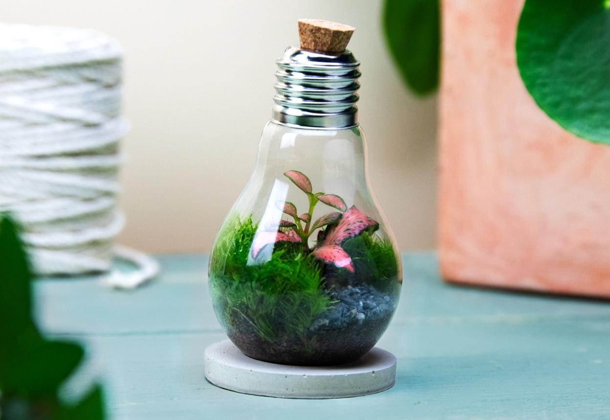 Lightbulb Terrarium | Wildbulb | London