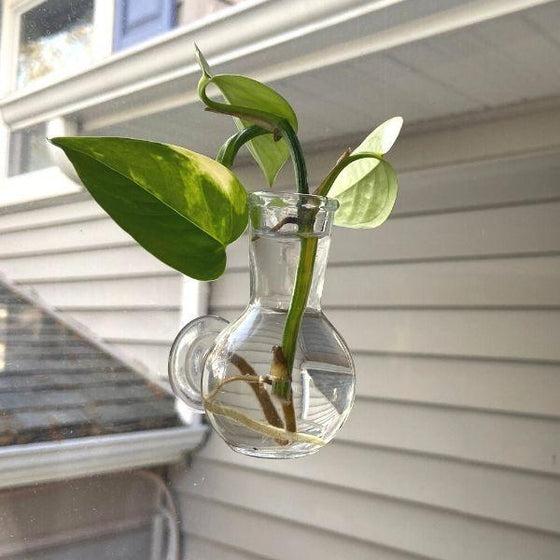 Buy Floral Illusion Glass Vase Online | Garden Goods Direct