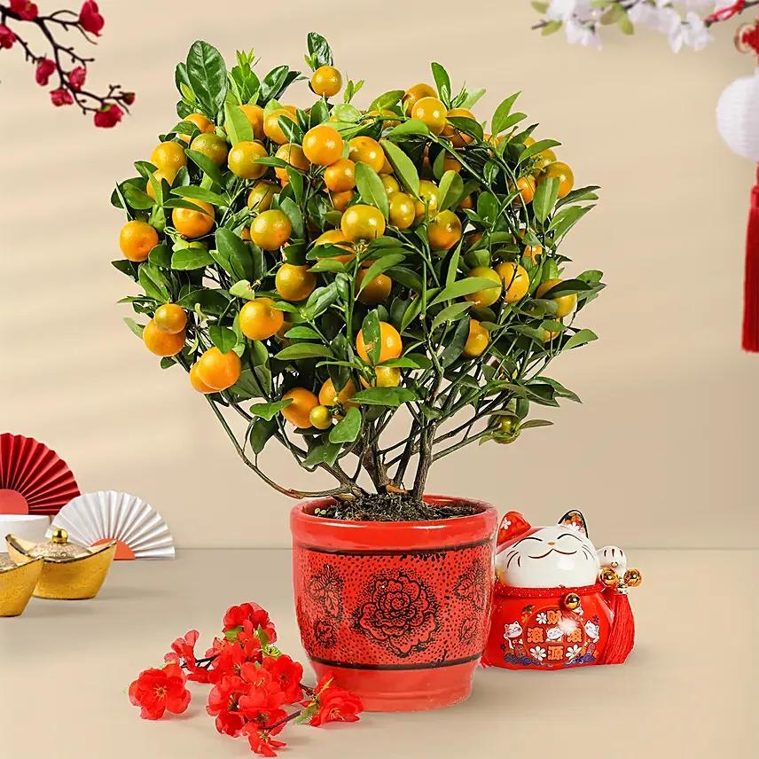 Orange Tree Pot Delivery in Singapore - FNP SG