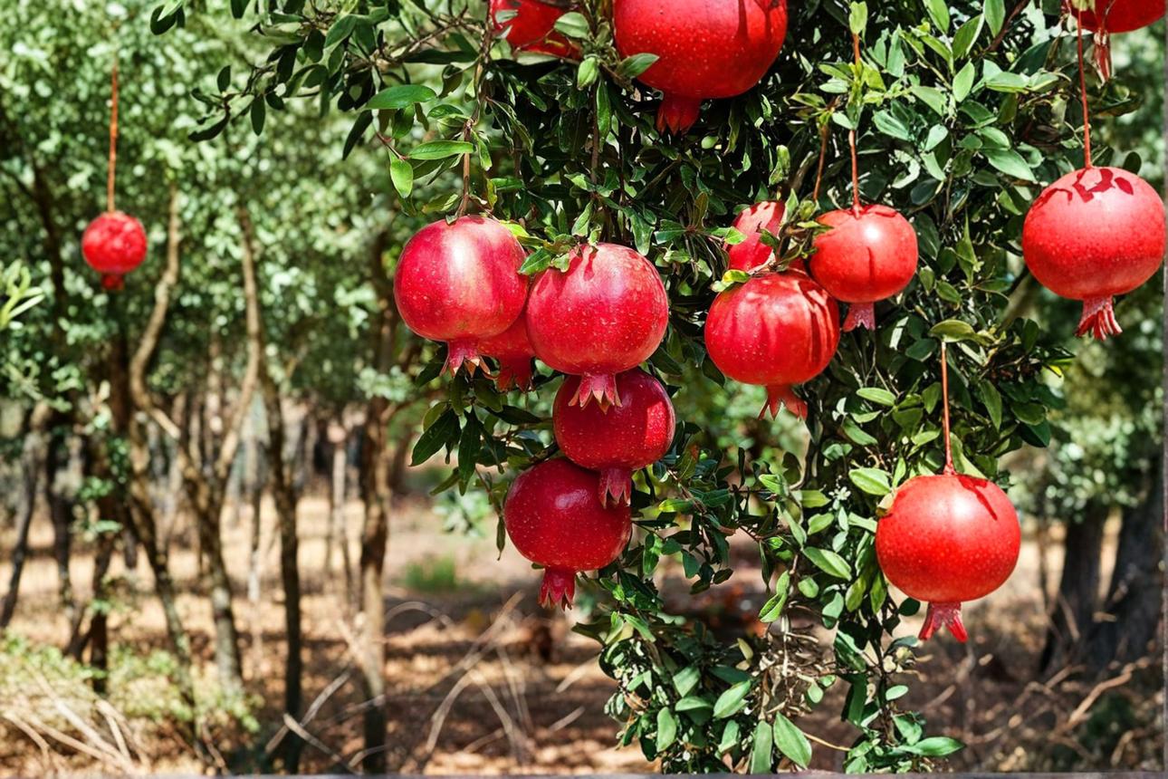 Wonderful Pomegranate Tree 4-6 ft Live Plant – Punica granatum Fruit T – Jayme Garden