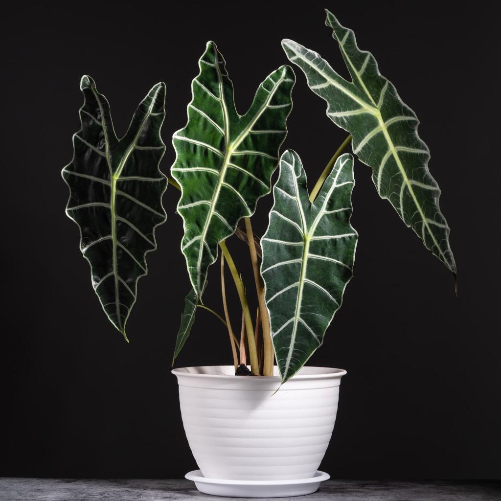 Alocasia Polly - Exotic African Mask Houseplant for Your Home