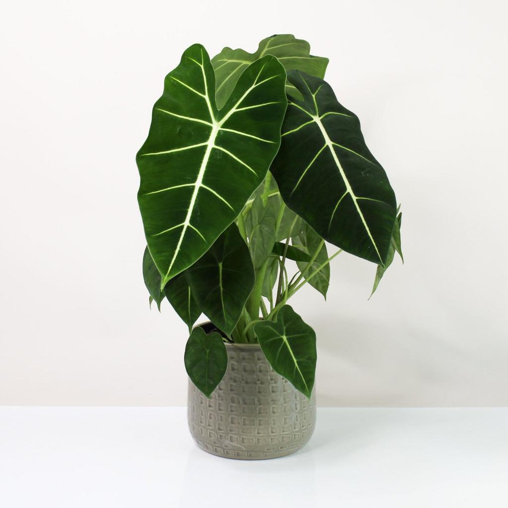 Alocasia Micholitziana 'Frydek'– Foliage Dreams