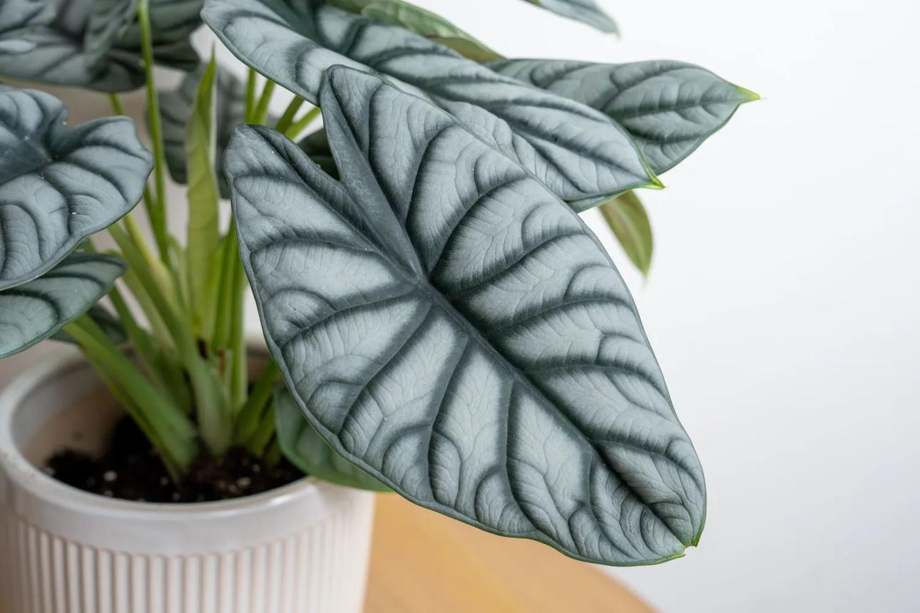 How to Grow and Care for Alocasia Silver Dragon » Gardening and Home Decor Inspiration