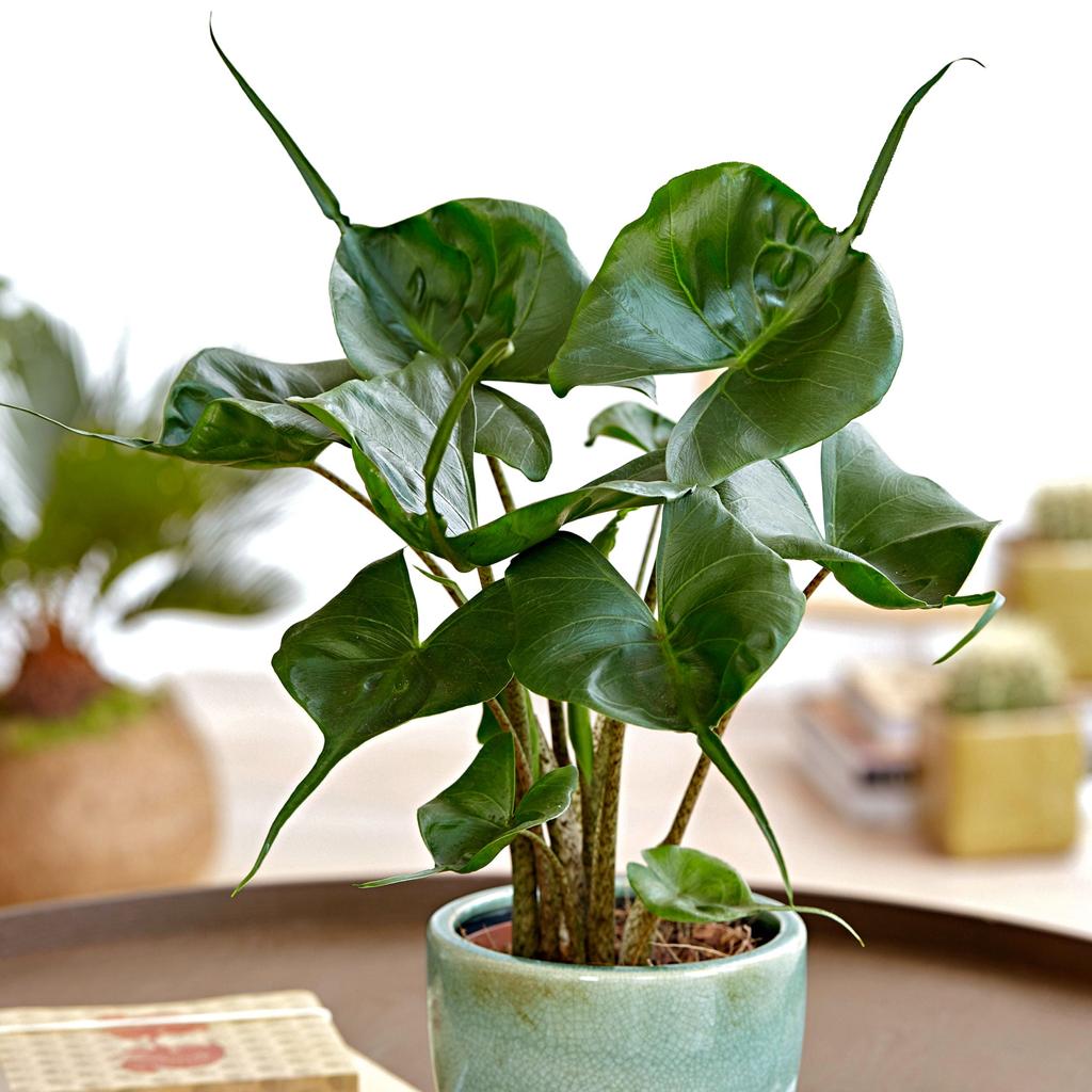 Achetez maintenant une plante d’intérieur Oreilles d'éléphant Alocasia 'Stingray' | Bakker.com