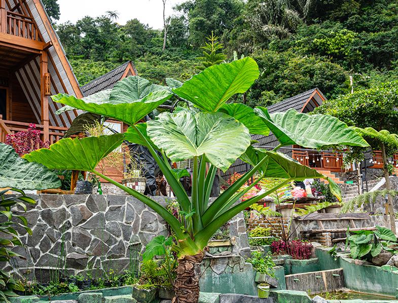 Alocasia Macrorrhizos Guide: How to Grow & Care for “Giant Elephant Ears”
