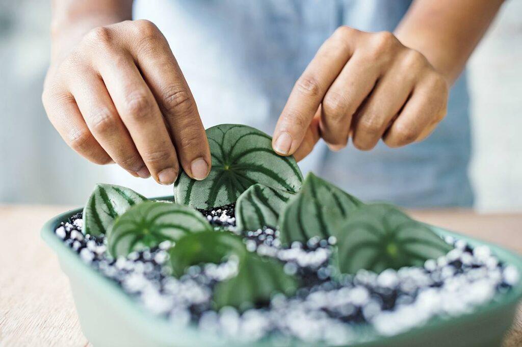 Planten stekken: alles wat je moet weten - Gardeners World