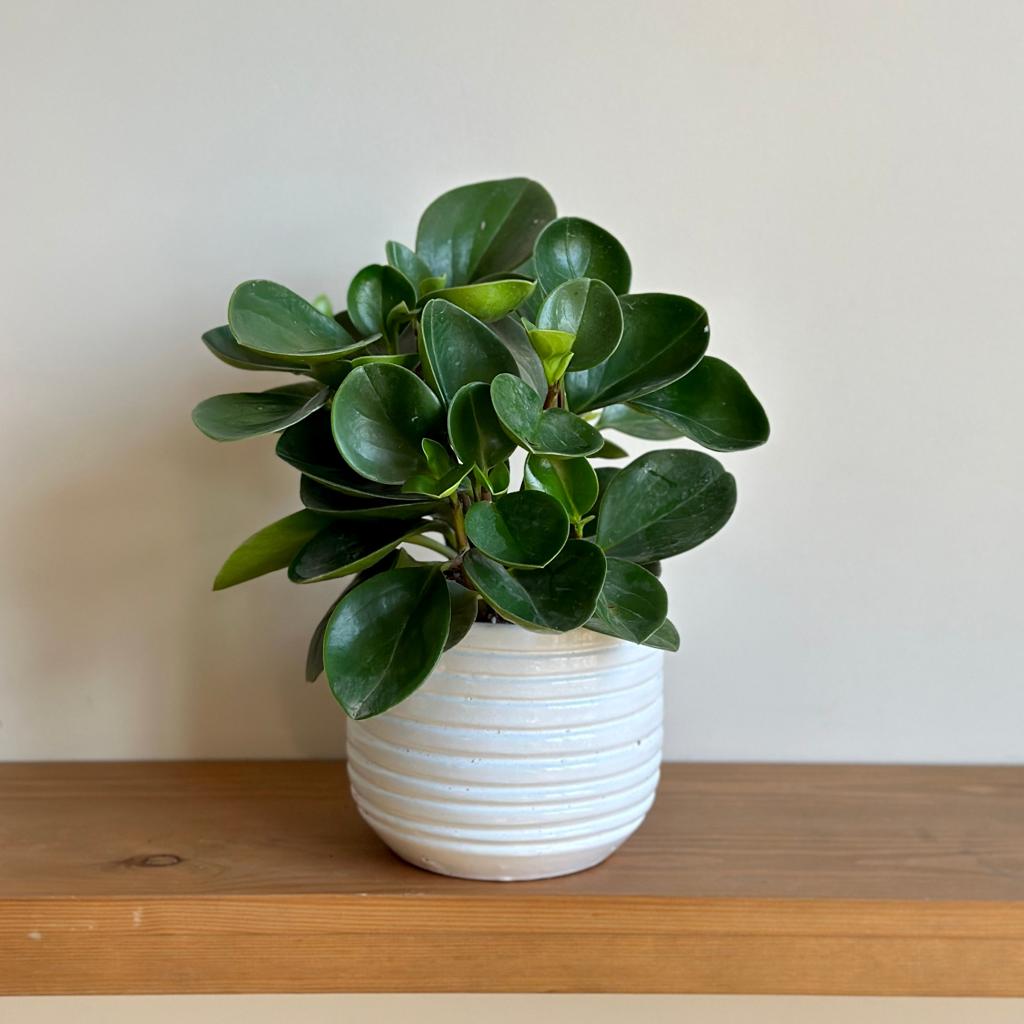Peperomia Green – Kaynuna.co