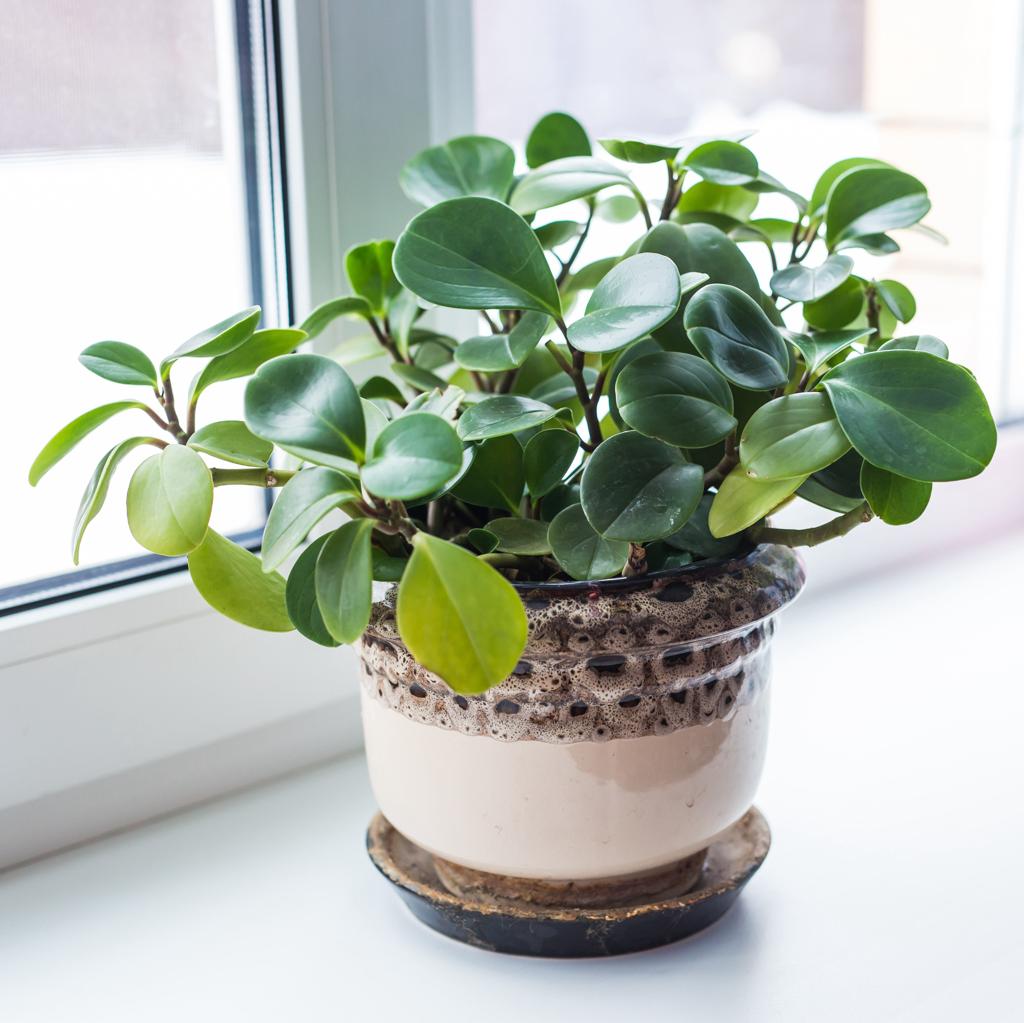 Peperomia Obtusifolia – Value Plants