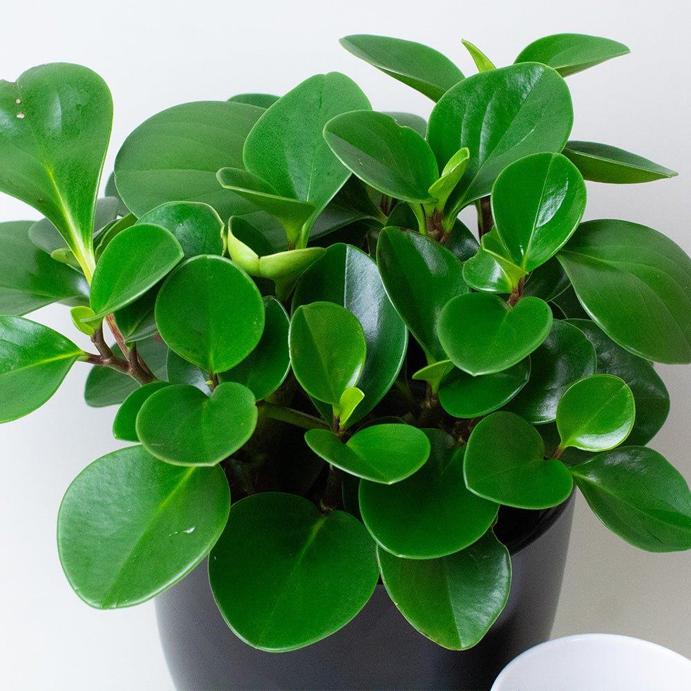 Peperomia Obtusifolia Plant – Live Indoor Succulent Plant | 13cm Potted Indoor Plant – Tropical Plants UK