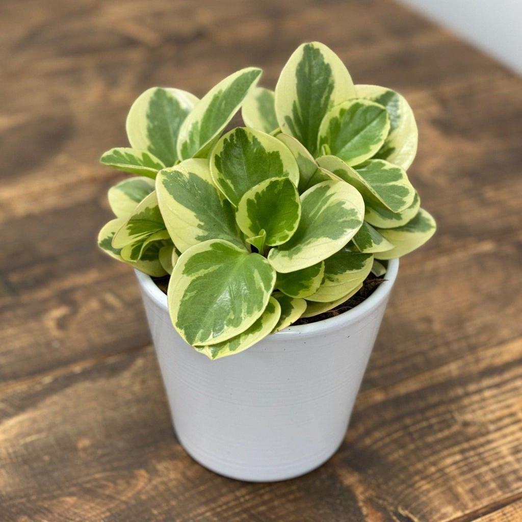 Peperomia Obtipan Variegated | Indoor Plants and Accessories – House of Kojo