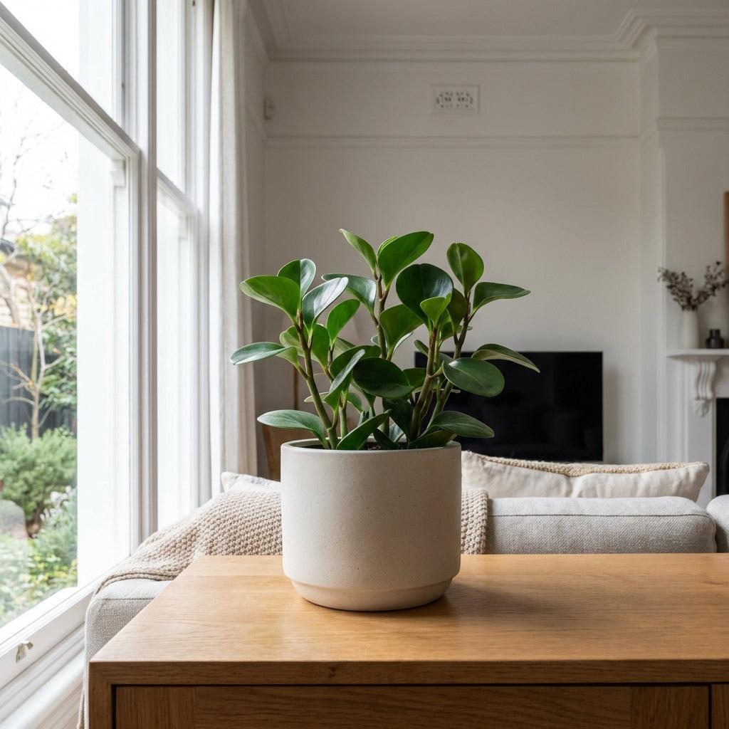 Baby Rubber Plant - Peperomia obtusifolia | Buy Online Australia – Nursery Near Me