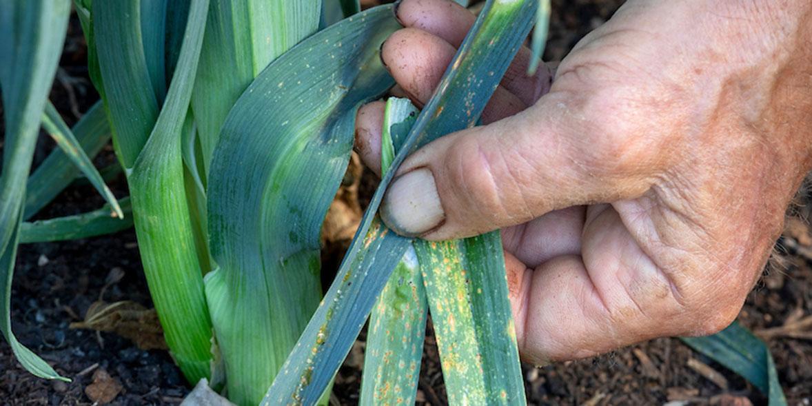 How to grow leeks and the best varieties - Which?